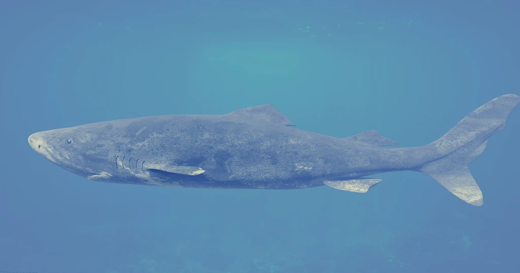 Arctic Immortality: The Greenland Shark's 150-Year Journey to Adulthood