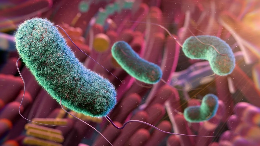Gut Microbes: The Emerging Secret to Healthy Aging?