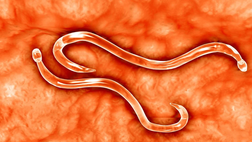 Genetically Modified Hookworms Deliver Life-Saving Antitoxins Inside Living Hosts