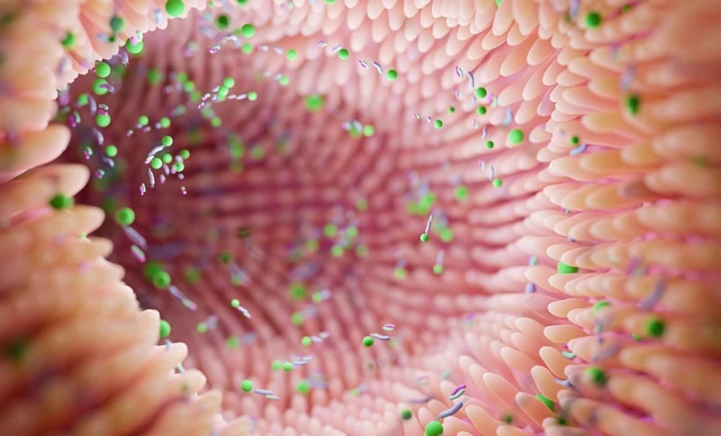 Gut Bacteria May Forecast Heart Disease Risk