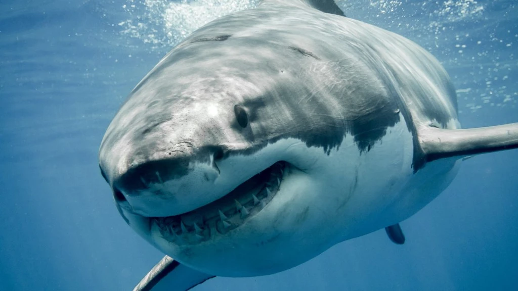 Great White Sharks Struggle as Oceans Overheat