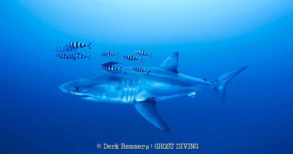 Great White Shark Captured on Rare Underwater Video in the Mediterranean
