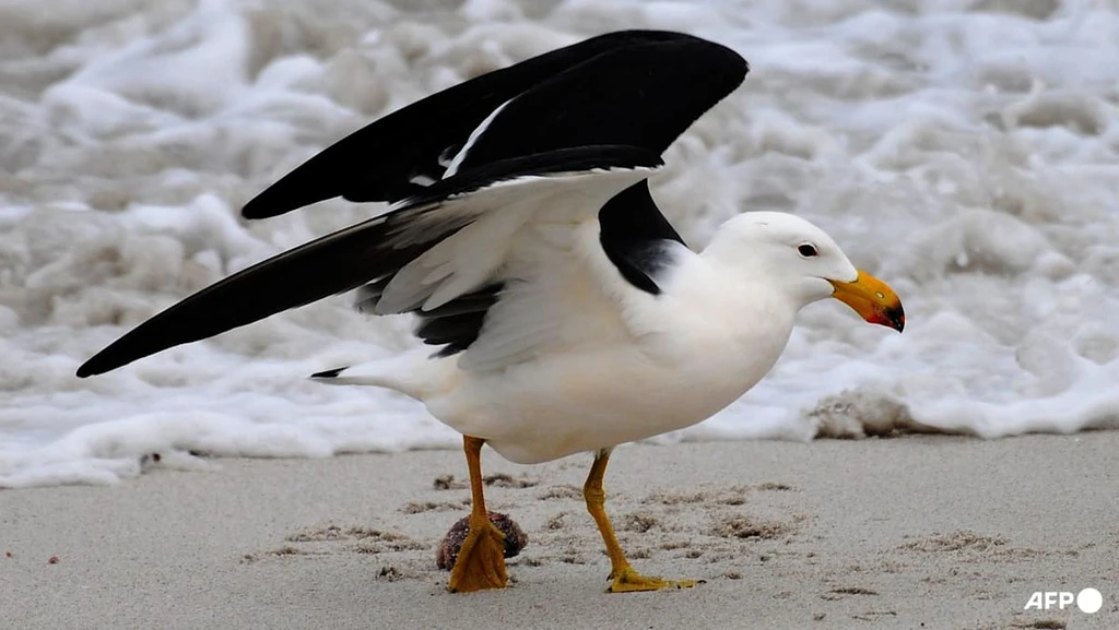 H5 Bird Flu Detected in Australian Seabird for First Time