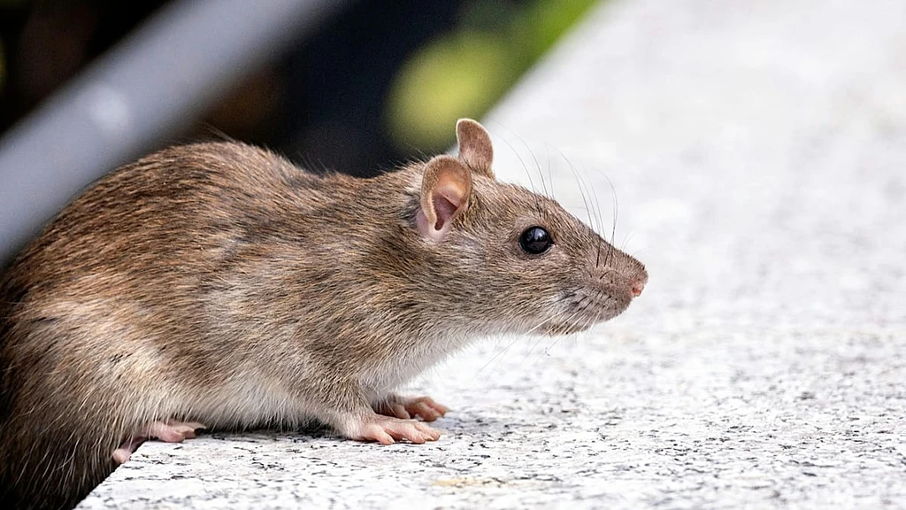 Hantavirus Outbreak on Cruise Ship: What You Need to Know