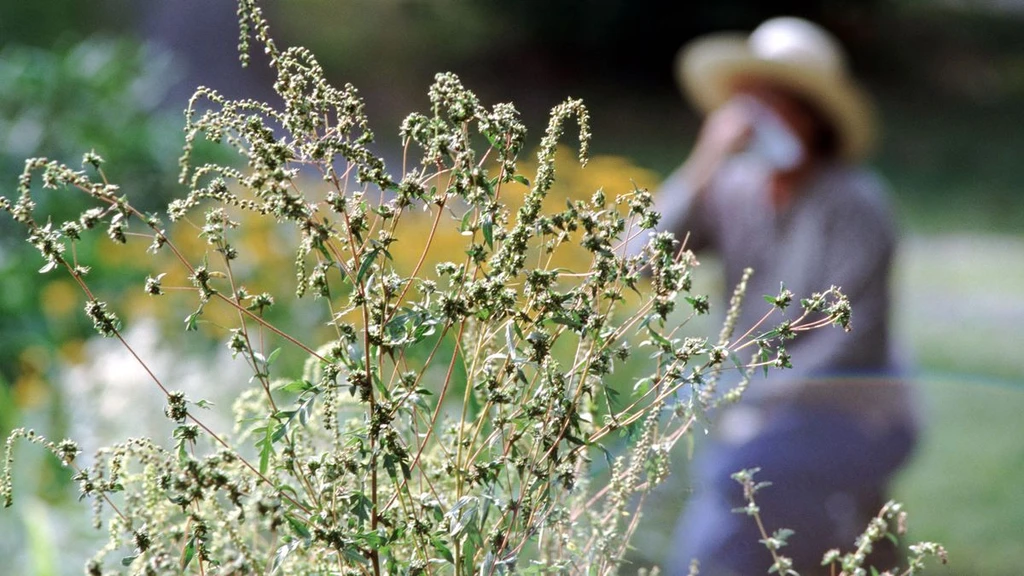 Top Tips for Coping with Hay Fever