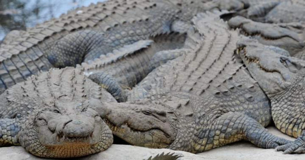Human Remains Found Inside Crocodile After Daring Helicopter Rescue