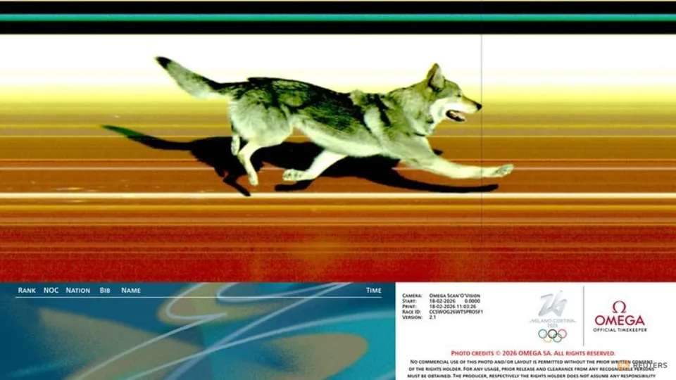 Husky Hilariously Crashes Olympic Cross-Country Ski Race