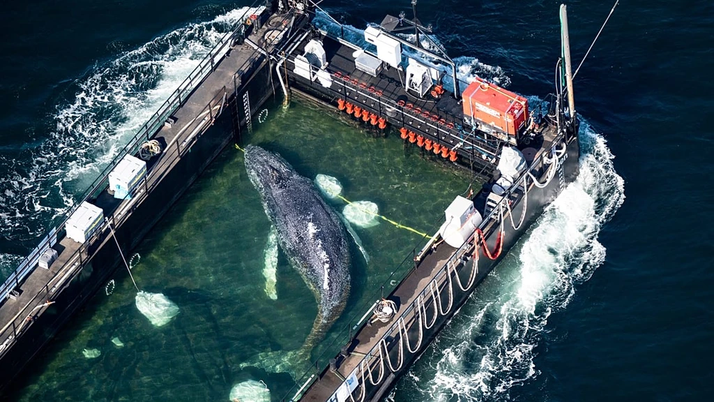 Stranded Whale 'Timmy' Embarks on Ambitious Rescue Journey Funded by Entrepreneurs