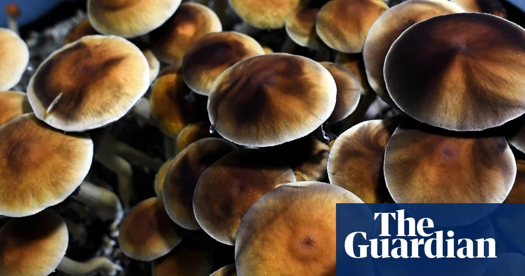 Veteran Leads Psilocybin Retreats for PTSD Ahead of FDA Approval