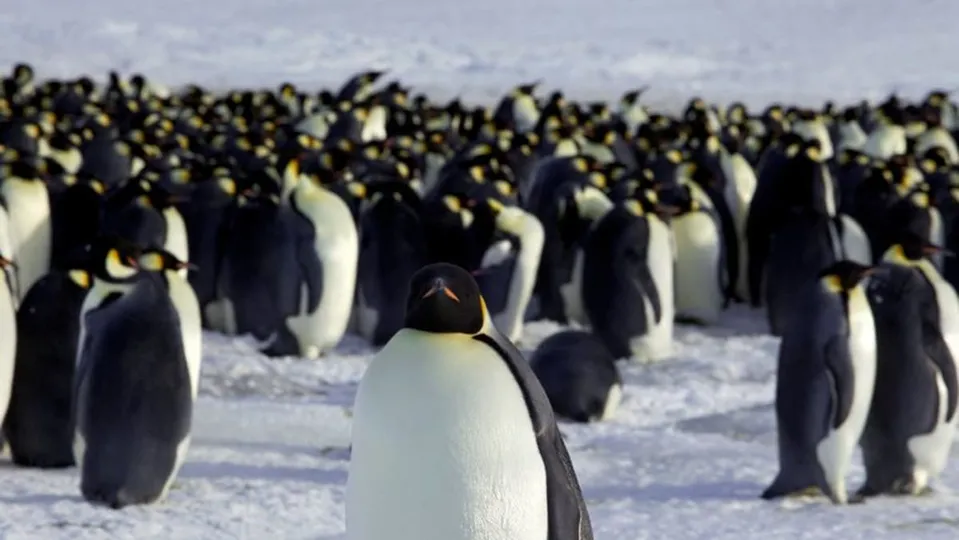 Melting Ice Threatens Emperor Penguins' Annual Moult