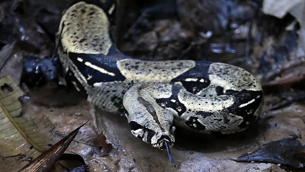 Italian Police Bust Secret Reptile House Used for Intimidation