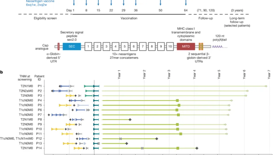 Personalized mRNA Vaccines Show Durable T Cell Immunity Against TNBC