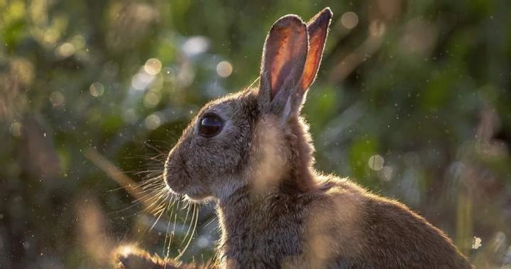 Calgary Man Sentenced to 8 Years for ‘Vile’ Rabbit Killings