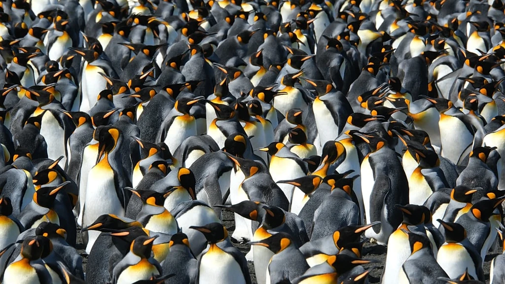 King Penguins Thrive Amidst Climate Change: A Rare Good News Story?