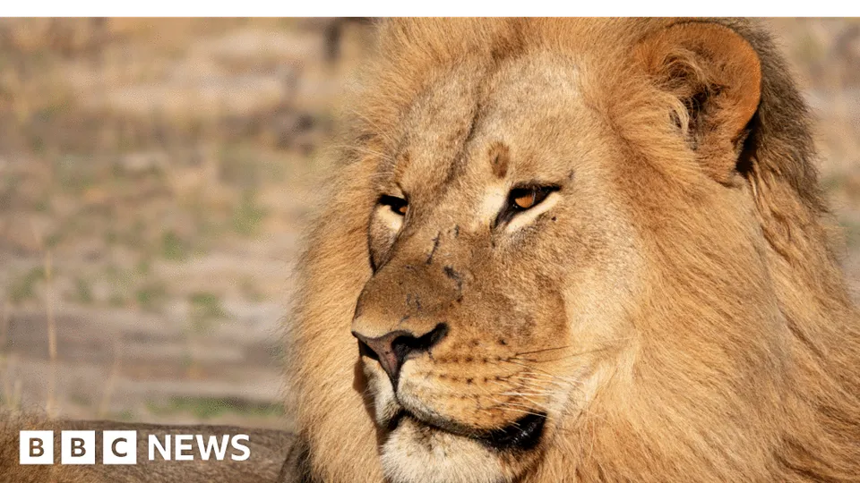 Lion DNA Breakthrough: First Poacher Conviction Secured