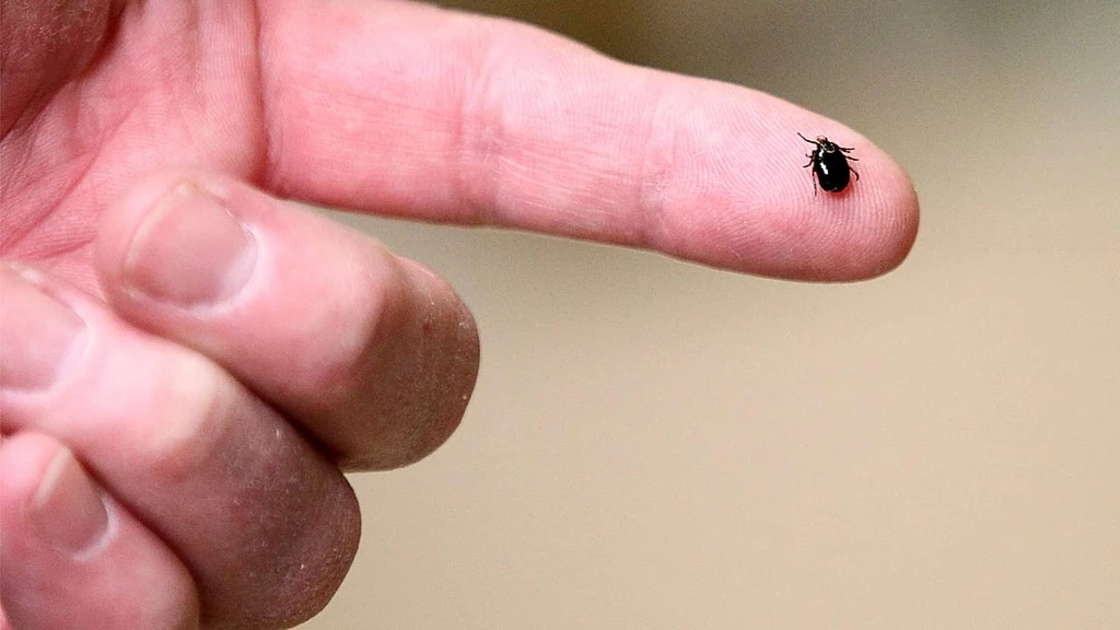 Pfizer and Valneva Report 70% Efficacy for Lyme Disease Vaccine Candidate
