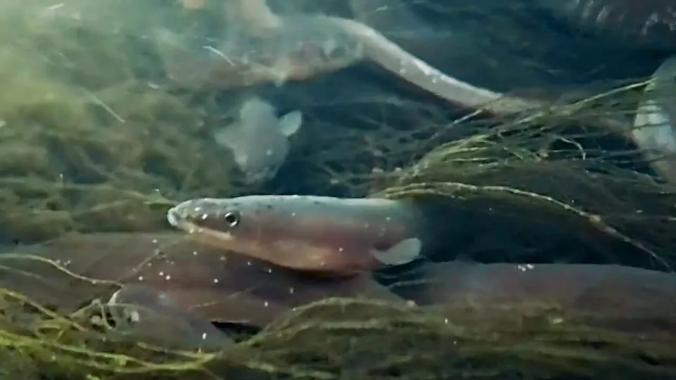Michelin Chefs Urge Ban on Eating Critically Endangered Eels