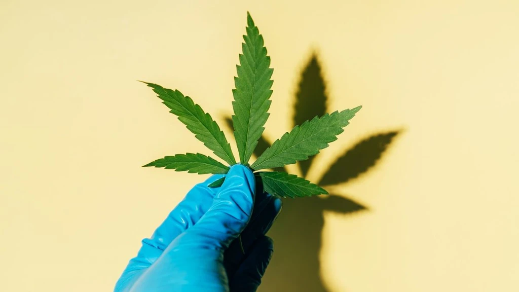 Medical Cannabis Lacks Strong Evidence for Treating Mental Health Disorders