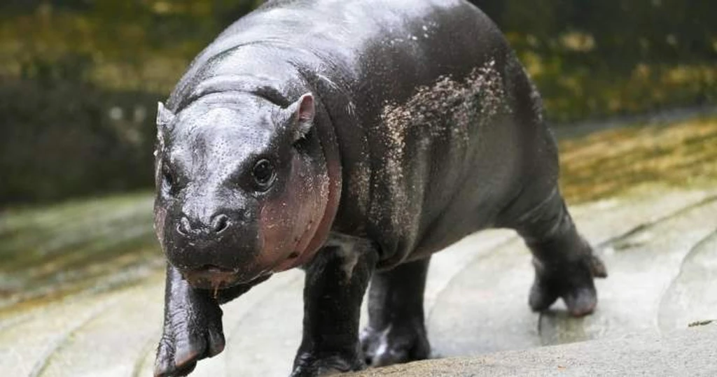 Man arrested for entering pygmy hippo Moo Deng's enclosure at Thai zoo
