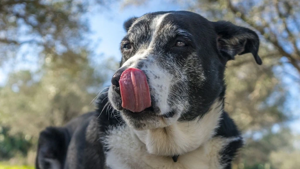 Dog Gut Microbes May Predict Cancer Treatment Success