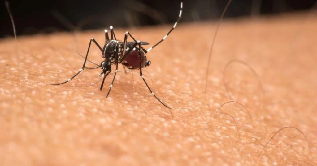 Edmonton Faces Mosquito Surge After Recent Rainfall