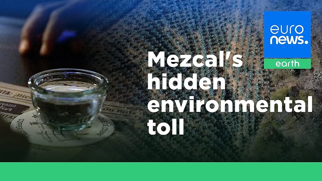 Mezcal Boom's Environmental Toll: Oaxaca's Forests Vanish for Agave