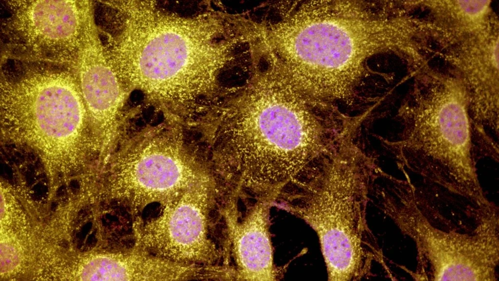 Mice Regrow Toes with Protein Cocktail, Hinting at Mammalian Limb Regeneration