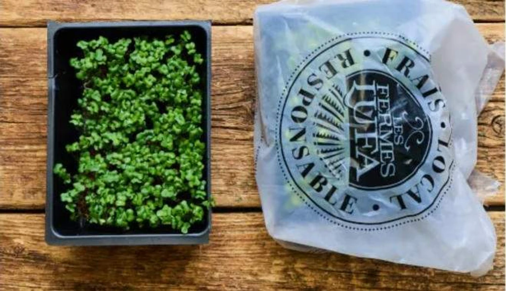 Montreal Farm Recalls Broccoli Microgreens Over E. Coli Fears