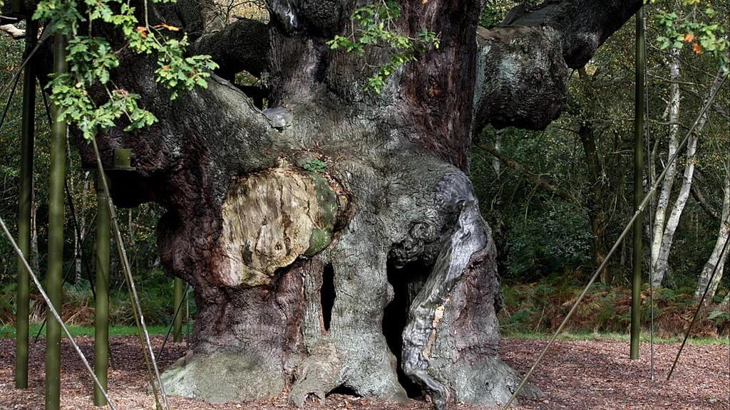 Sherwood Forest’s Legendary Major Oak Declared Dead After 1,200 Years