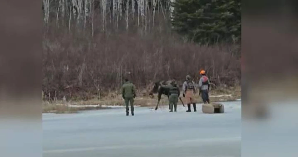 Heroic Ice Rescue: Moose Saved from Frigid Manitoba Waters