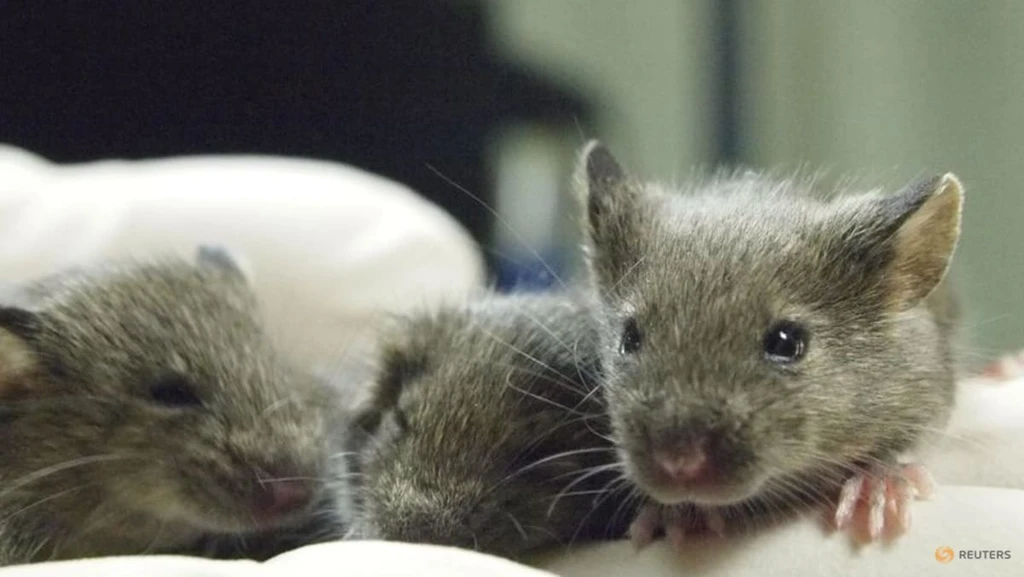 Repeated Mouse Cloning Triggers Fatal Genetic Mutations, Study Finds