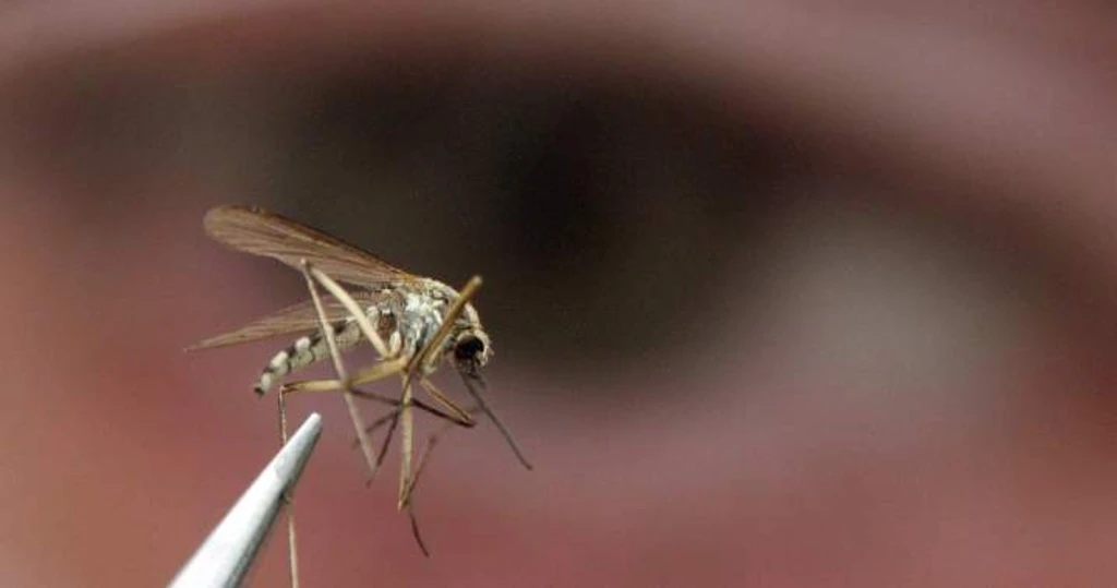 BC Health Agencies Expand Mosquito Surveillance to North Shore Amid Climate Risks