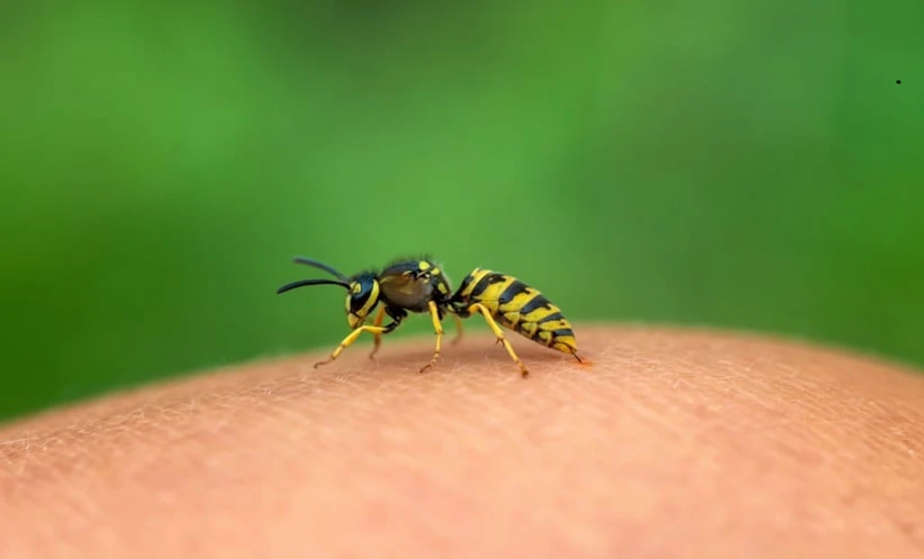 Venom Immunotherapy Safe During Pregnancy, Italian Study Finds