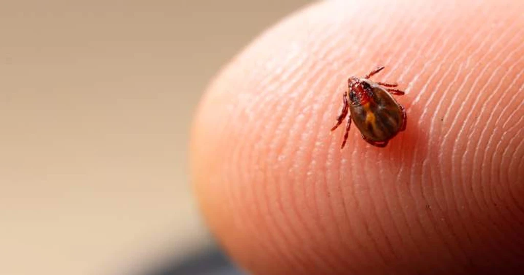 New Brunswick Launches Tick Tracker Amid Surge in Lyme Disease Cases