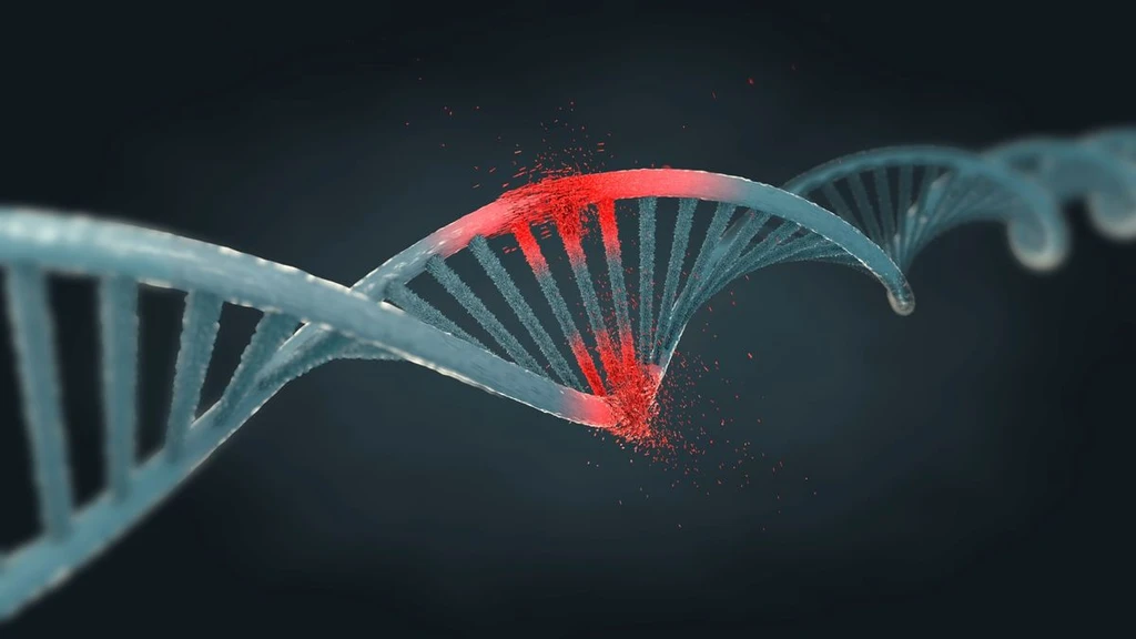 Single DNA Letter Change Induces Male Genitalia in Female Mice