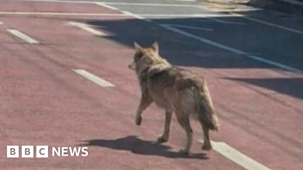 Man Arrested in South Korea for Spreading AI Wolf Photo