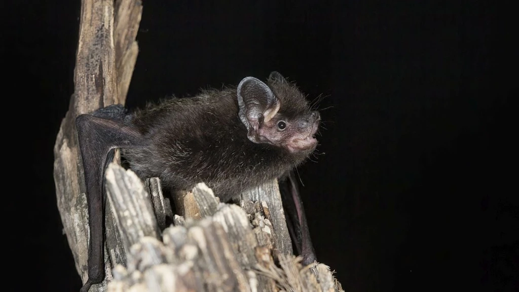 Ontario Child Dies in First Local Rabies Case in Decades