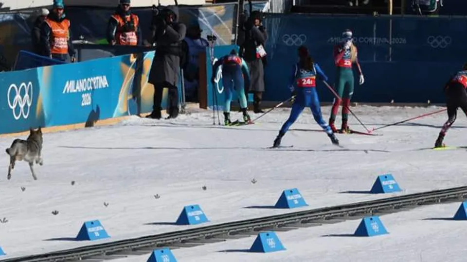 Olympic Race Interrupted by Uninvited Canine Competitor