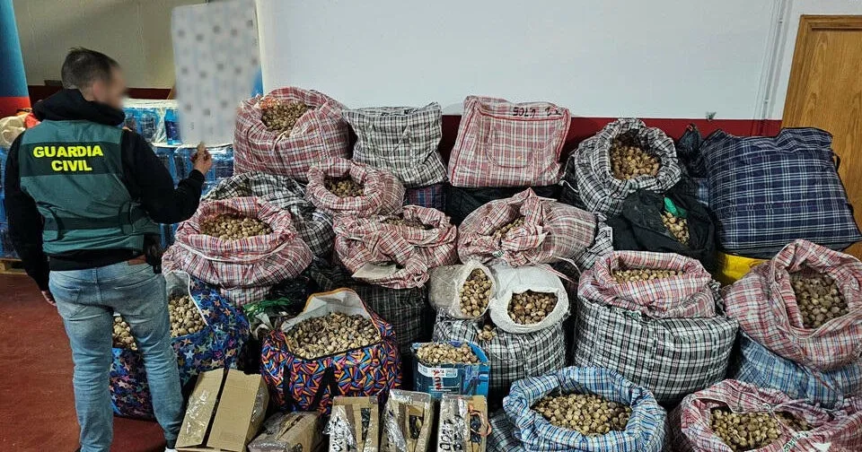 Opium Poppy Ring Busted: Three Arrested in Spain for U.S. Drug Smuggling