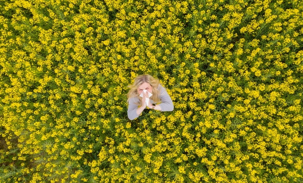 Heat-Treated Postbiotic Eases Allergic Rhinitis Symptoms in Trial