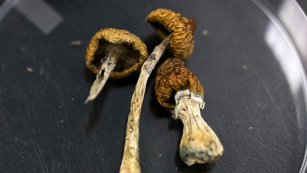 Psilocybin Shows Promising Effects on Alzheimer’s Patient in Brazil