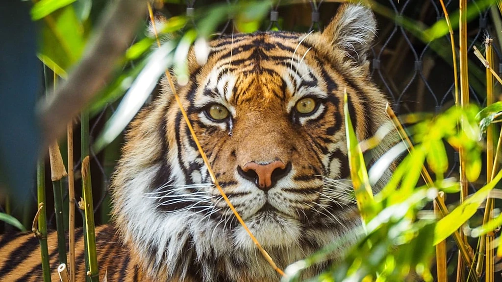 Global Green Wins: Wildlife, Renewables, and Climate Solutions Shine in 2026