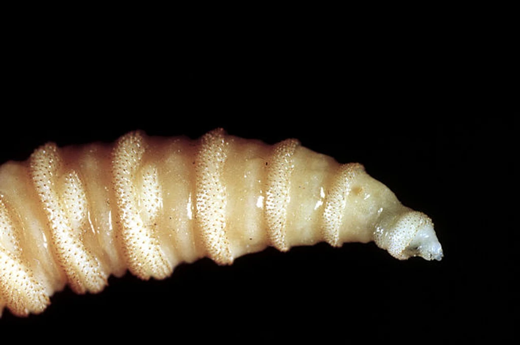 Flesh-Eating Screwworm Threat Resurfaces in South Texas