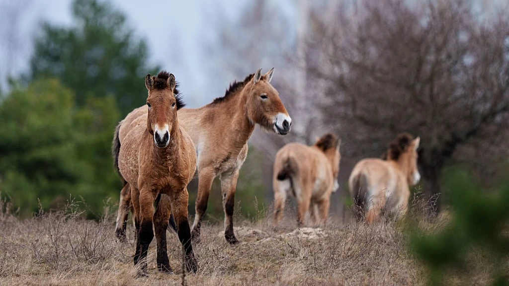 Chernobyl: A Nuclear Disaster Zone Becomes Thriving Wildlife Refuge