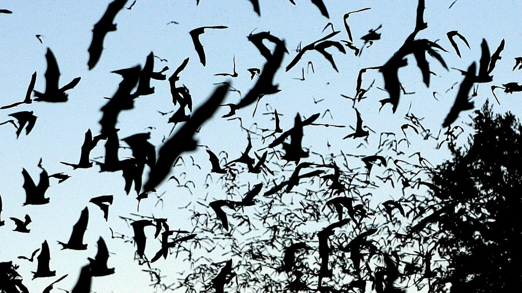 Ontario Boy, 11, Dies of Rabies After Bat Contact at Cottage