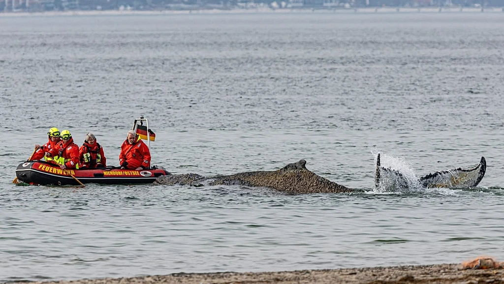 Stranded Humpback Whale in Germany Faces Desperate Rescue Efforts