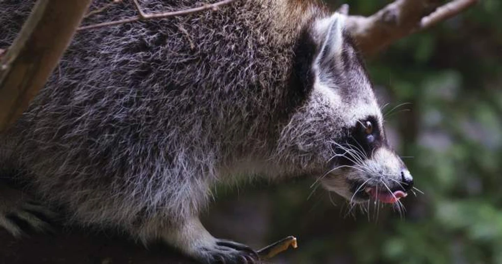Quebec Rabies Outbreak Accelerates as Cases Surge Near Montreal