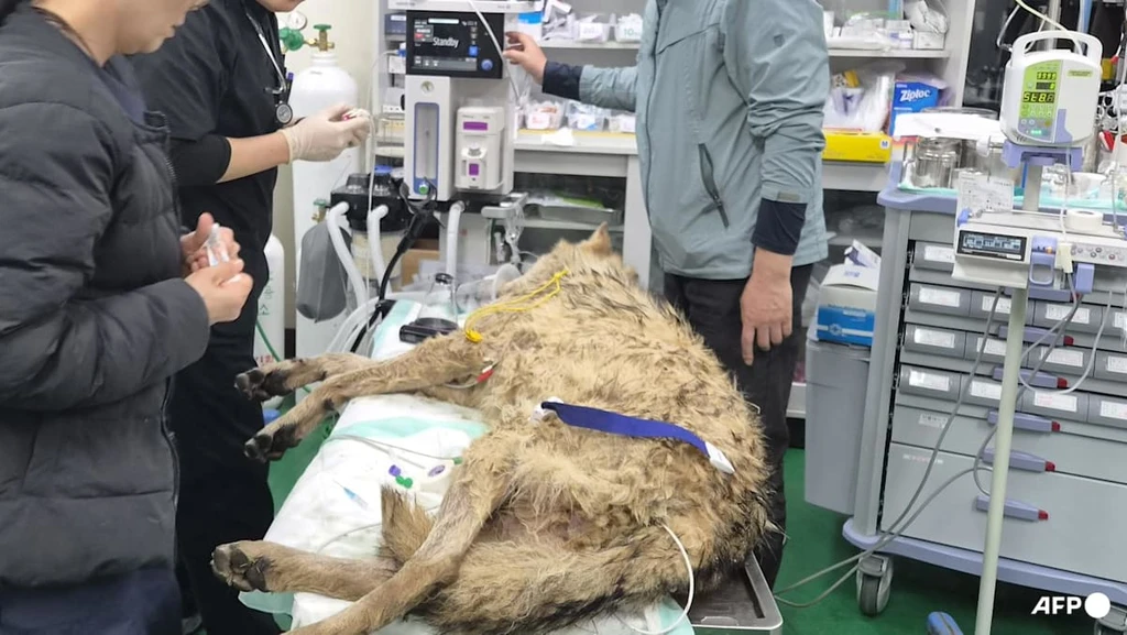 AI Image Deception: South Korea Arrests Man for Fabricated Wolf Sighting