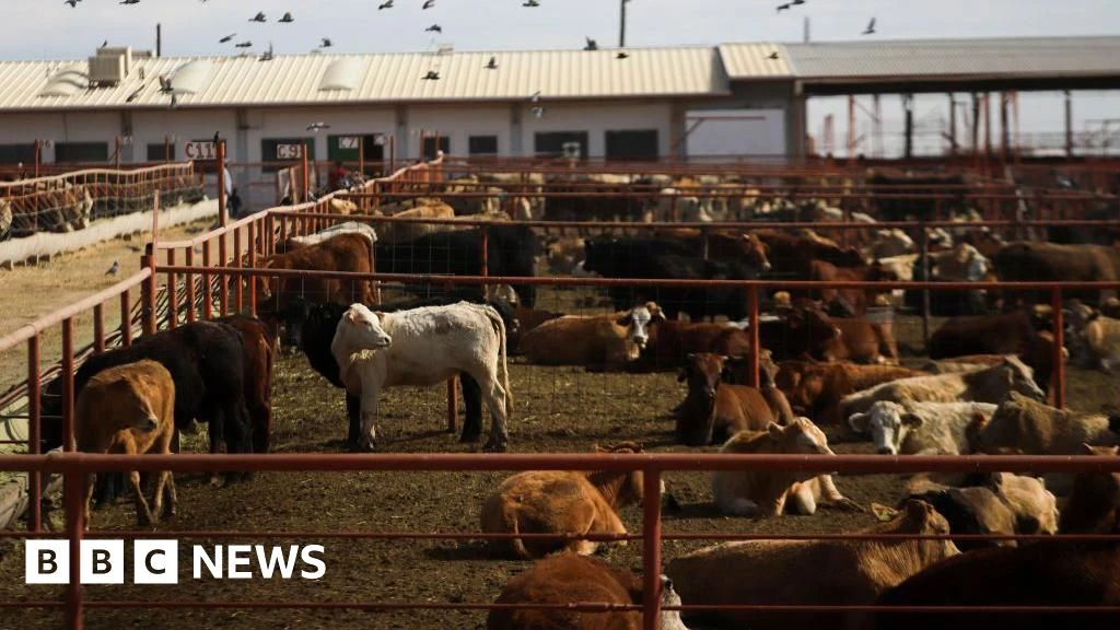 Canada Bans Texas Cattle Amid Flesh-Eating Screwworm Outbreak