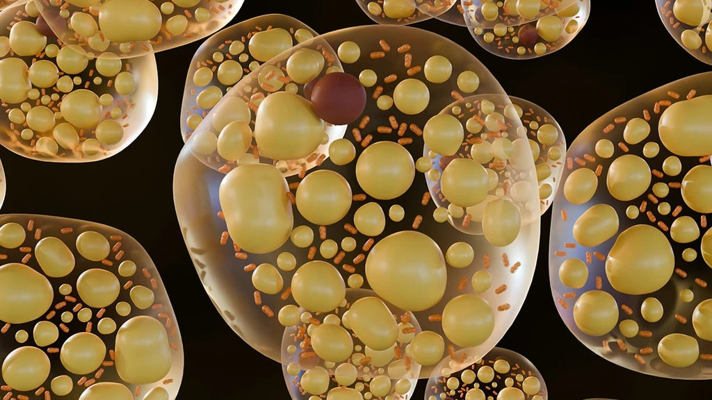 Scientists Find Molecular 'Dial' in Brown Fat That Could Boost Bone Strength